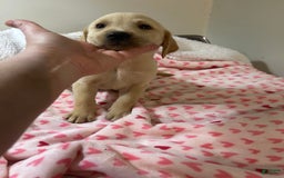 Goldador dogs for sale: Nicky - Image 3