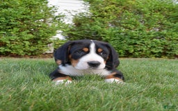 Greater Swiss Mountain Dog dogs for sale: Delilah - Image 2