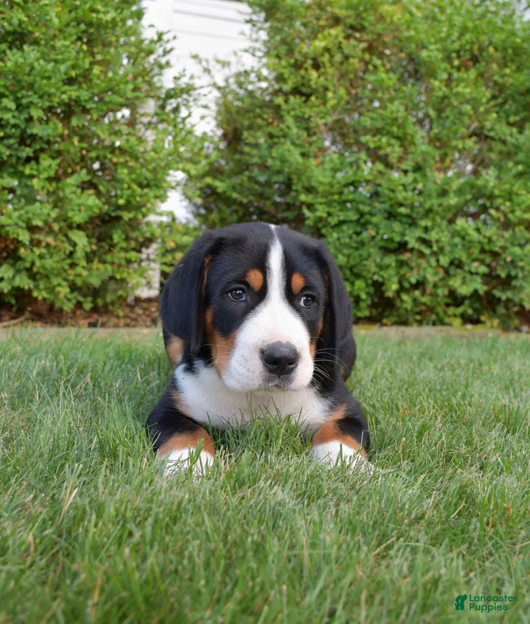 Greater Swiss Mountain Dog dogs for sale: Delilah - Image 2
