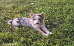 Gerberian Shepsky dogs for sale: Kira - Image 2