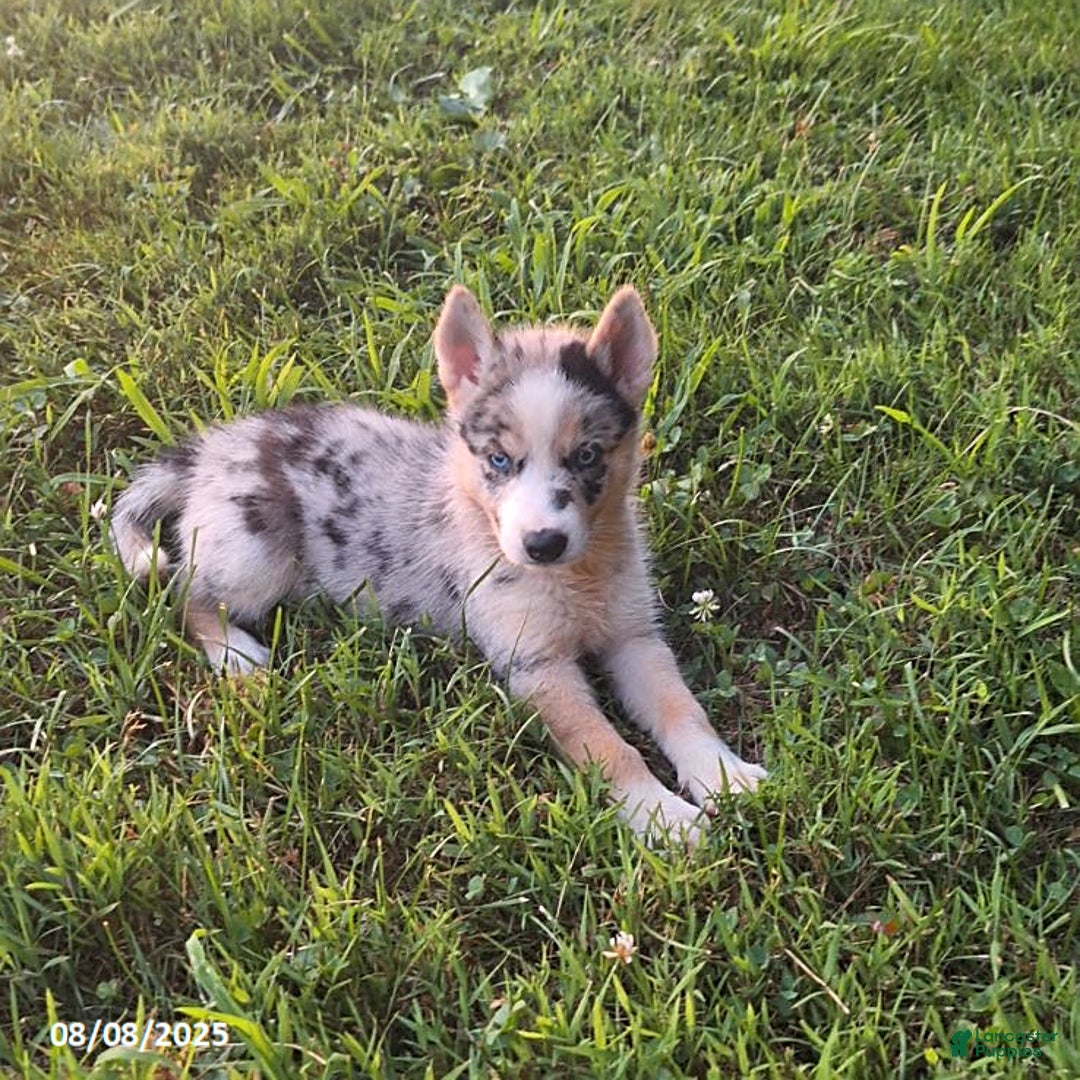 Gerberian Shepsky dogs for sale: Kira - Image 2