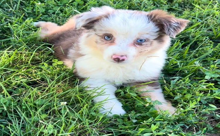 Australian Shepherd dogs for sale - Ad 1