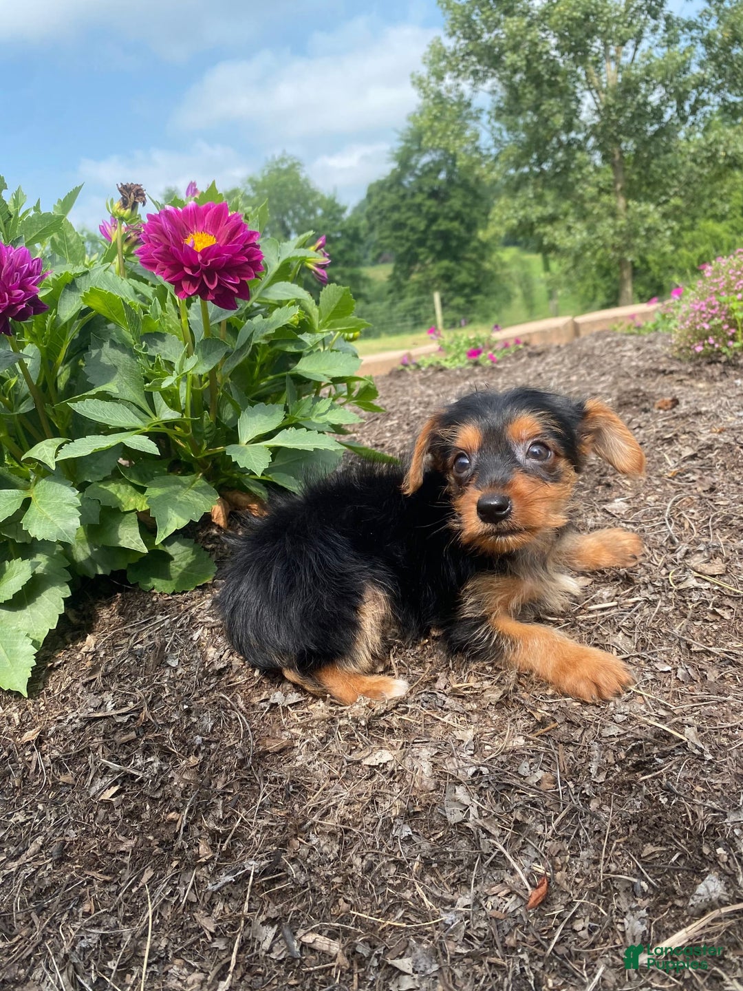 Yorkshire Terrier dogs for sale: Jag - Image 6