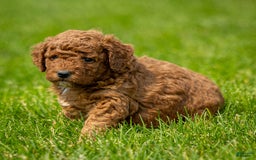 Miniature Poodle dogs for sale: Beau - Image 13