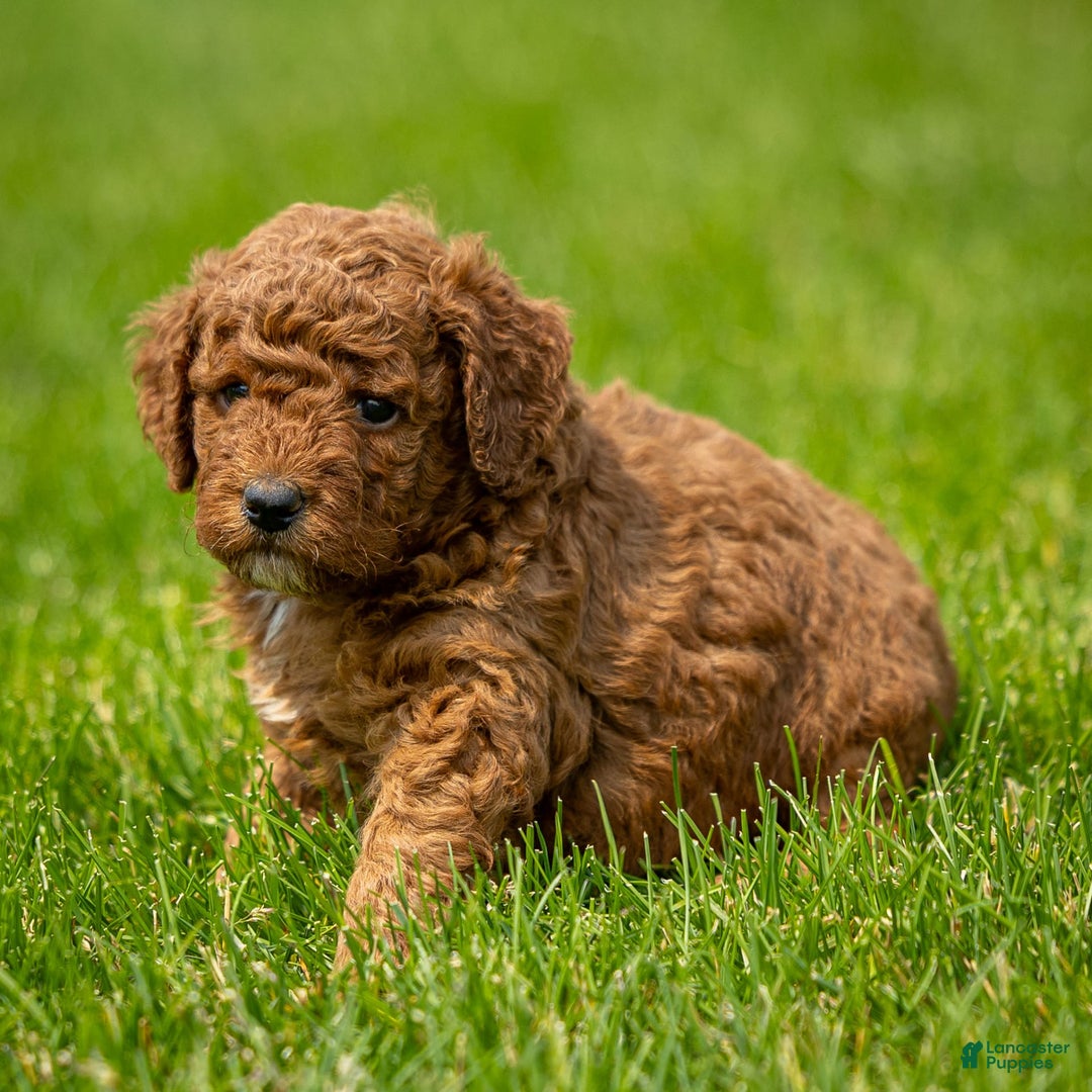 Miniature Poodle dogs for sale: Beau - Image 13