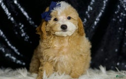 Miniature Poodle dogs for sale: Deeter - Image 5
