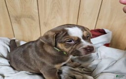 Puggle dogs for sale: Toby - Image 1