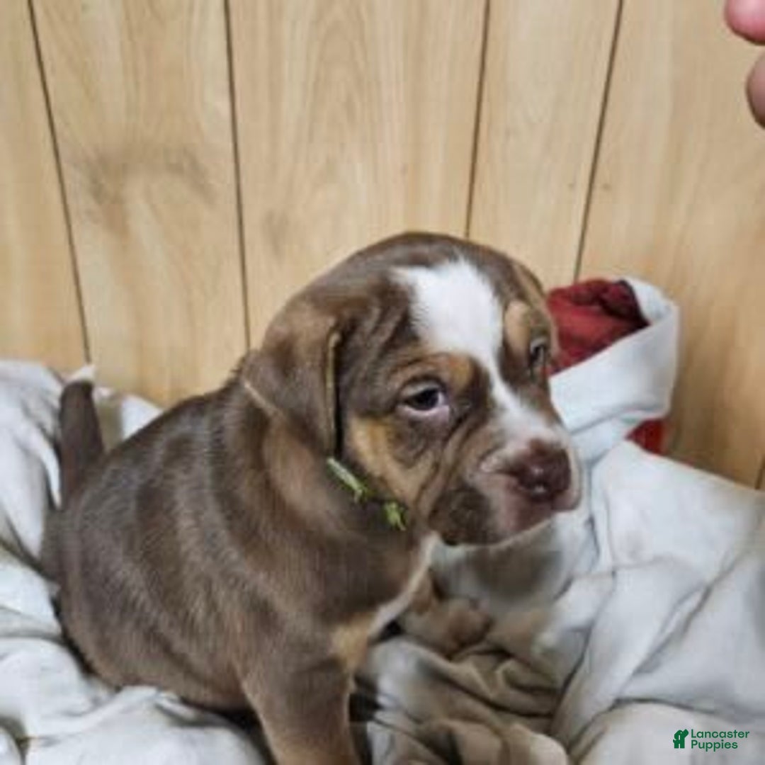 Puggle dogs for sale: Toby - Image 1