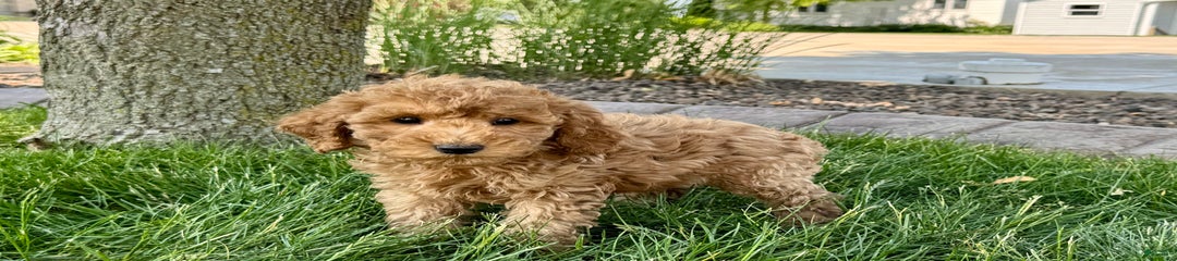 Howie