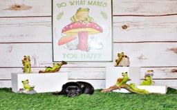 Chihuahua dogs for sale: Ventura - Image 3