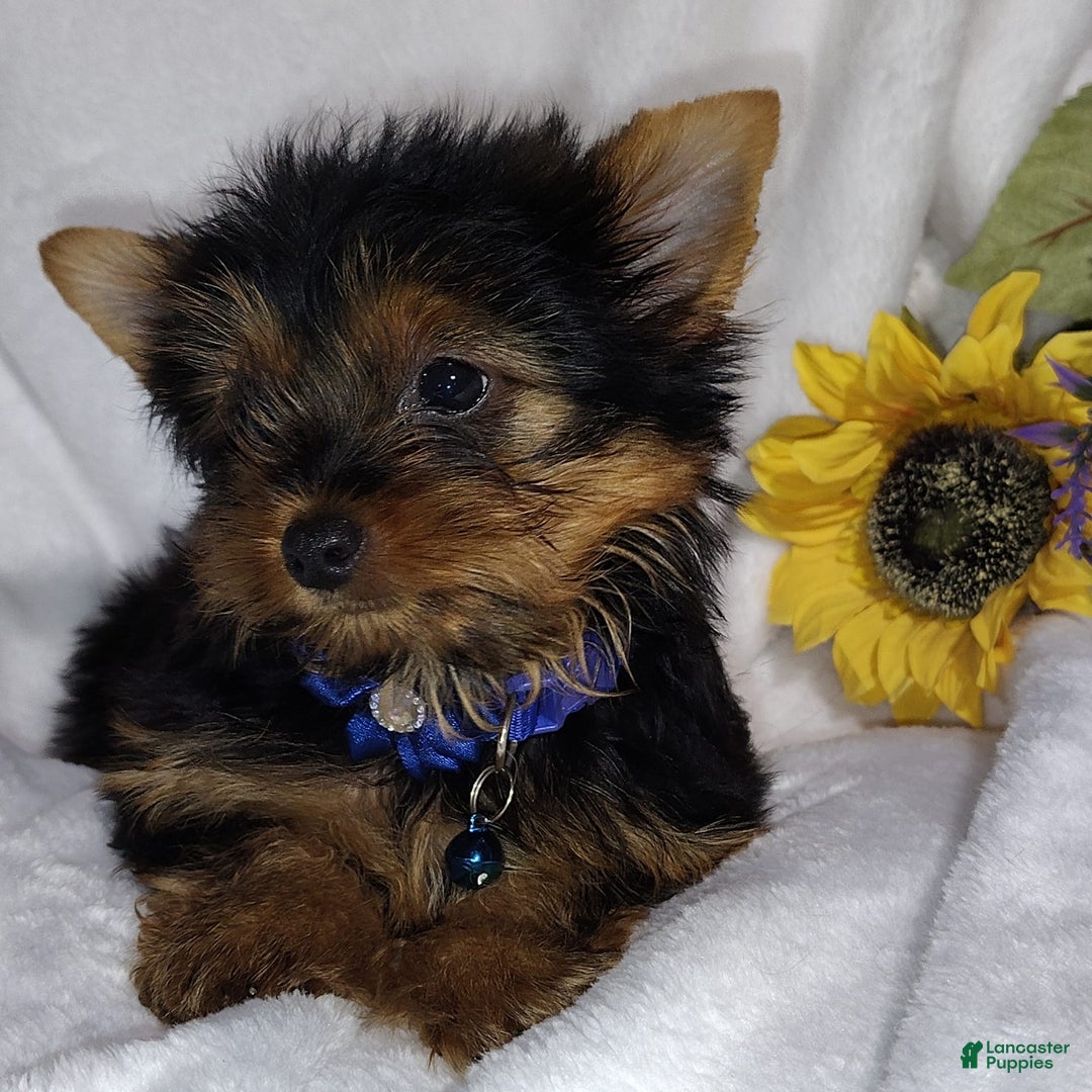 Yorkshire Terrier dogs for sale: Shep - Image 14