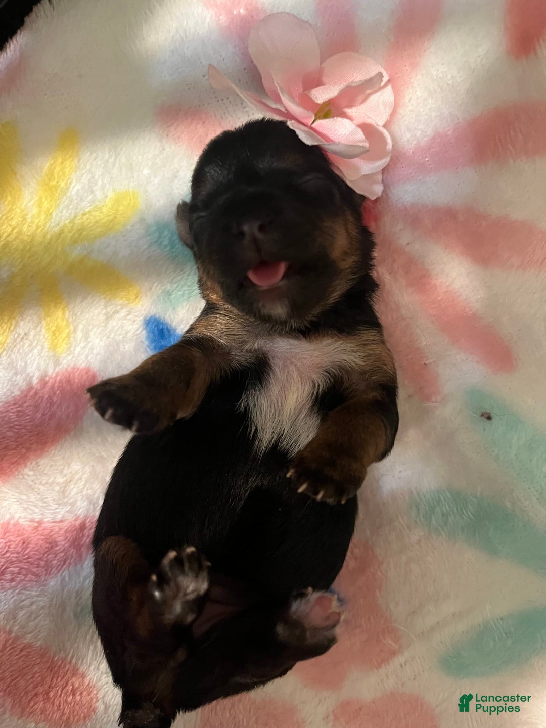Yorkshire Terrier dogs for sale: Marcie - Image 7