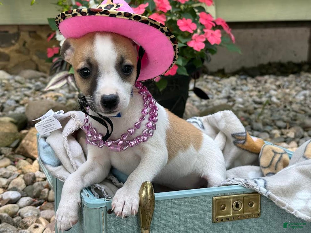Jack Russell Terrier dogs for sale: Beauty - Image 3