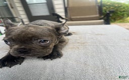 French Bulldog dogs for sale: Puppy 4 - Image 1