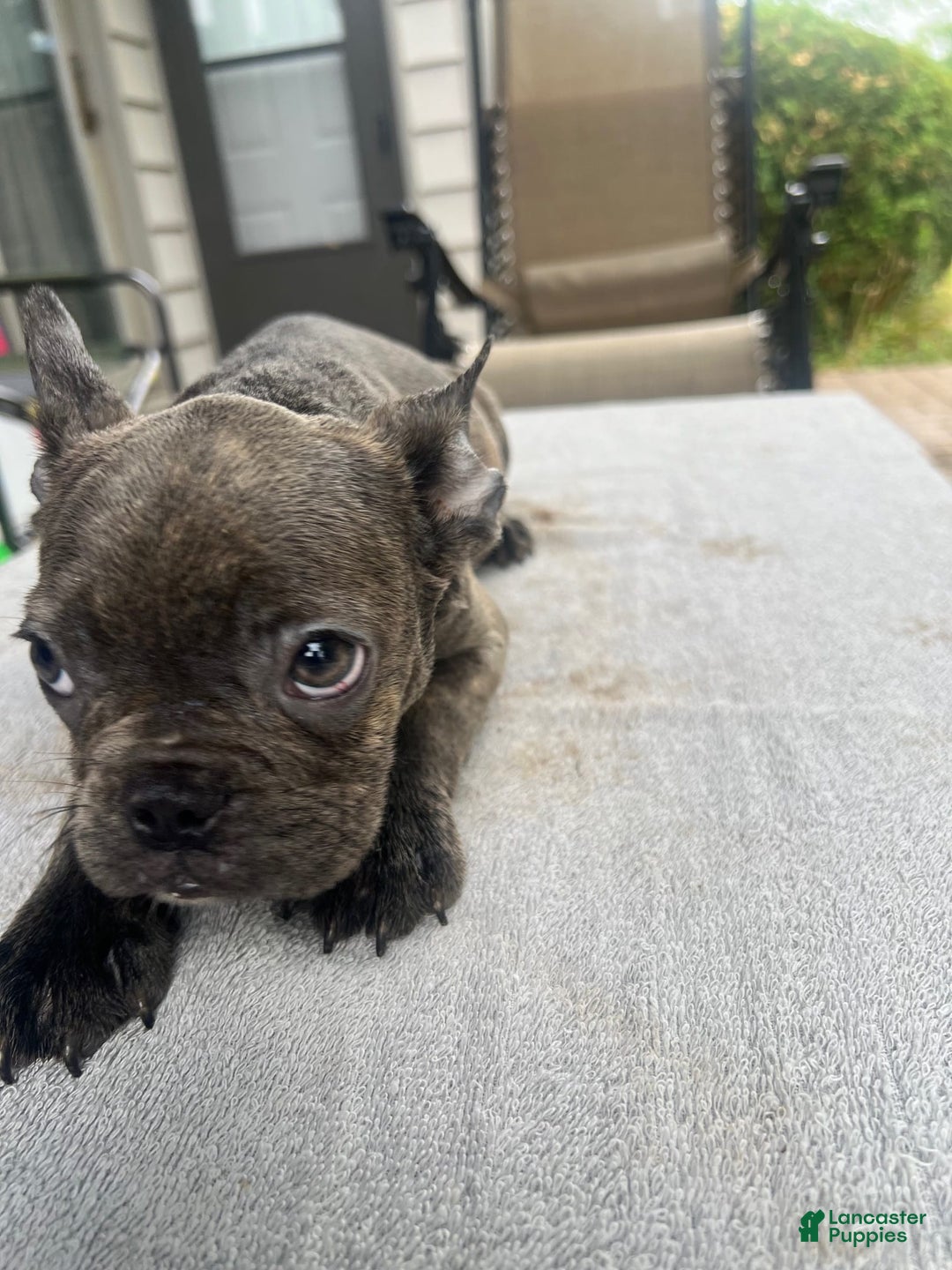 French Bulldog dogs for sale: Puppy 4 - Image 1
