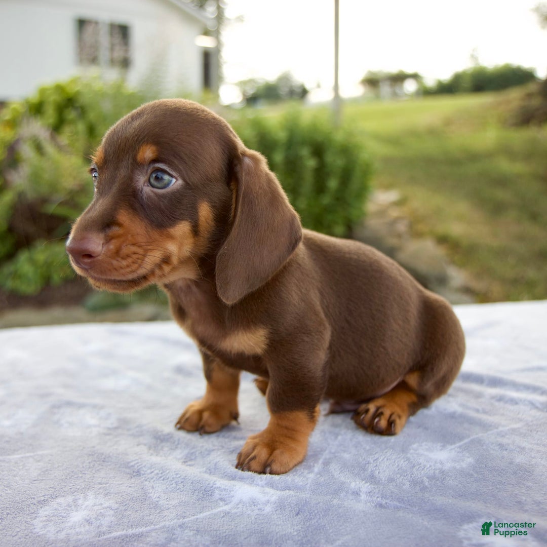 Miniature Dachshund dogs for sale: Fletcher - Image 4