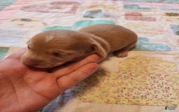 Miniature Dachshund dogs for sale: Cora - Image 10