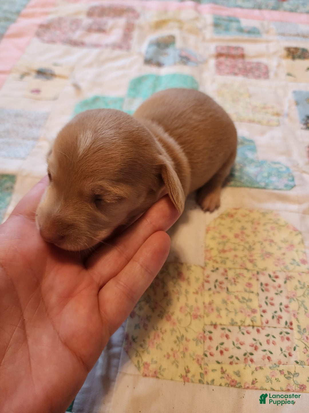 Miniature Dachshund dogs for sale: Cora - Image 10