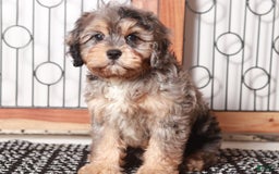 Cavapoo dogs for sale: James - Image 2