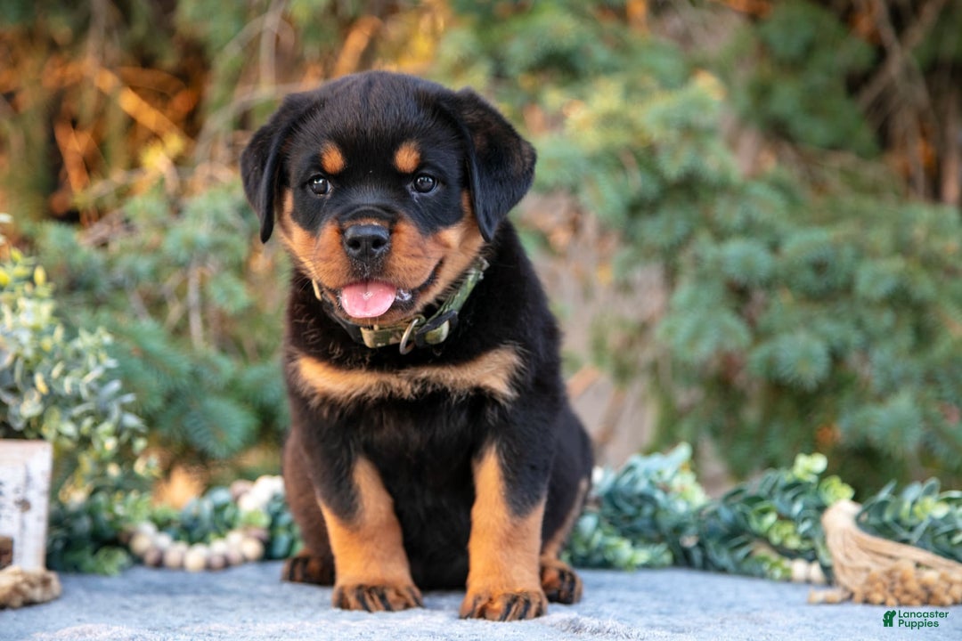 Rottweiler dogs for sale: Karma - Image 2