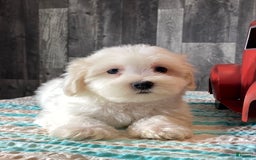 Havanese dogs for sale: Hugo - Image 3