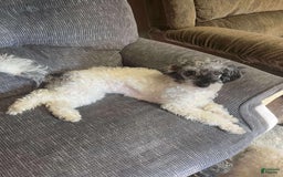 Toy Poodle dogs for sale: Gypsy - Image 4