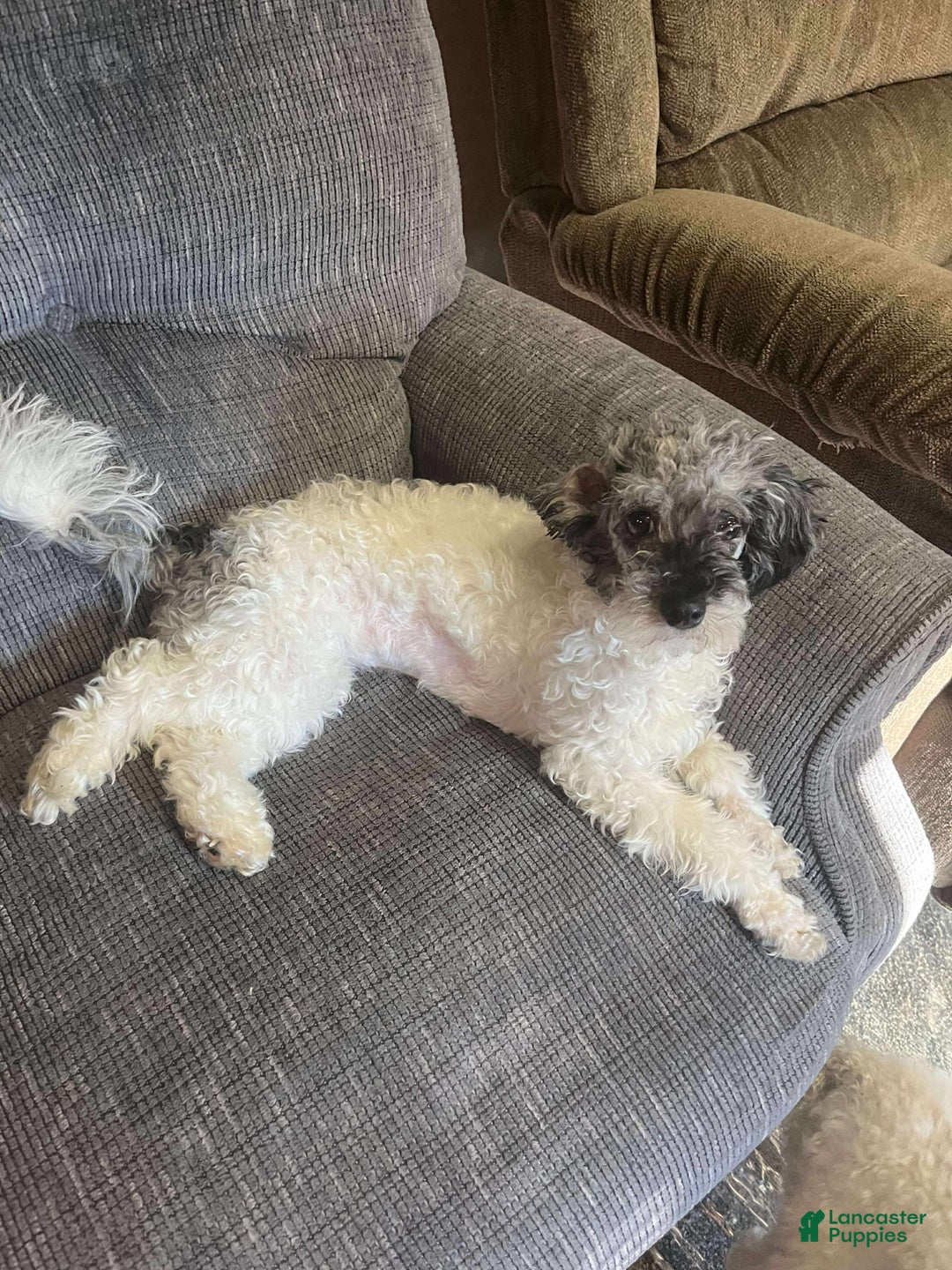Toy Poodle dogs for sale: Gypsy - Image 4