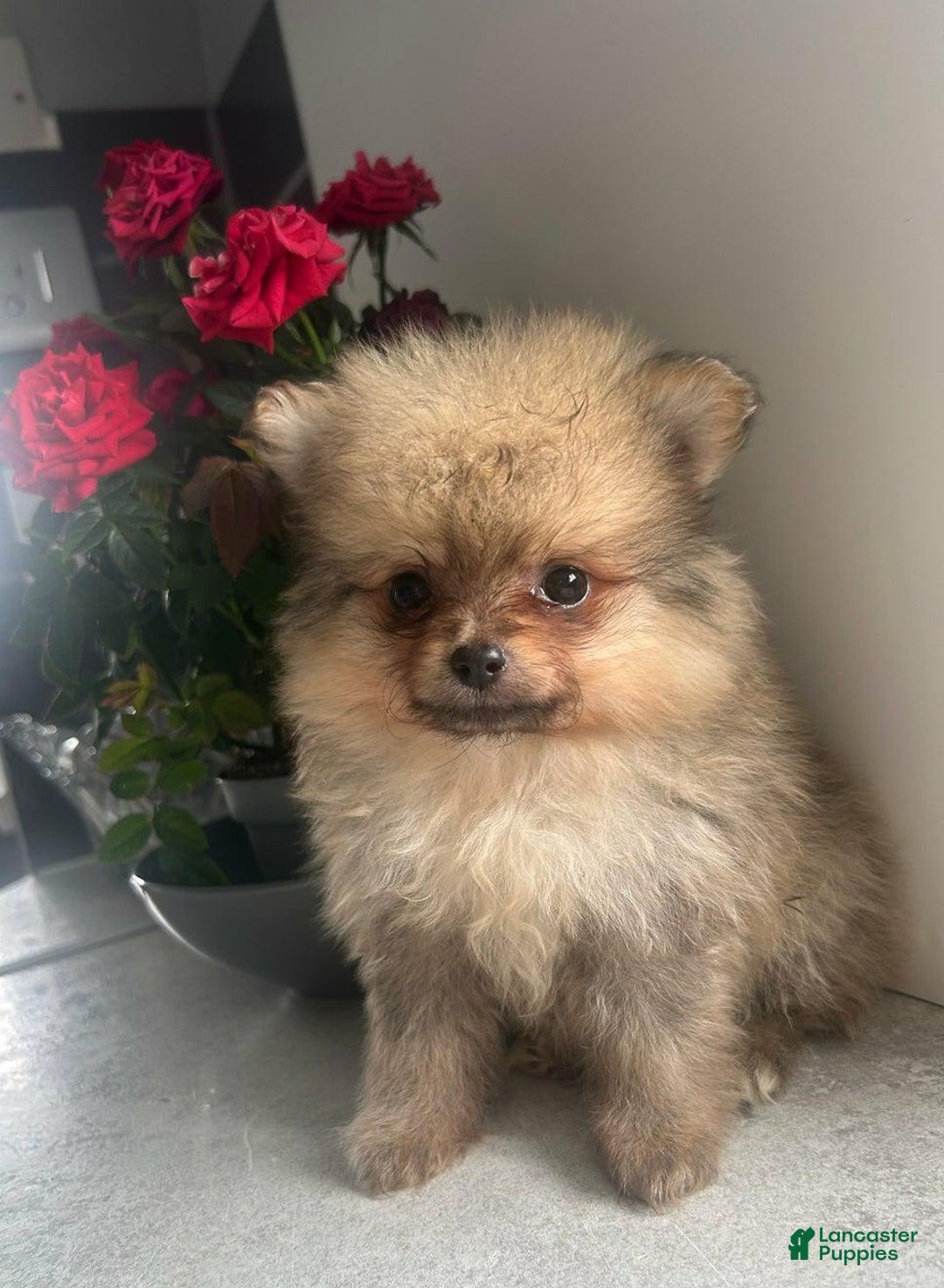 Pomeranian dogs for sale: Alice - Image 1