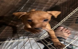 Miniature Pinscher dogs for sale: Scooby Jr - Image 2