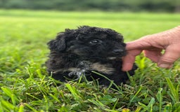 Aussiedoodle dogs for sale: Richie - Image 8