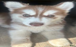 Siberian Husky dogs for sale: Rose Nc Dark Red Girly - Image 1