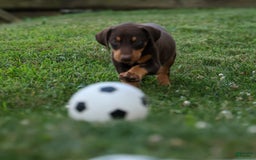 Doberman Pinscher dogs for sale: Dixie - Image 11