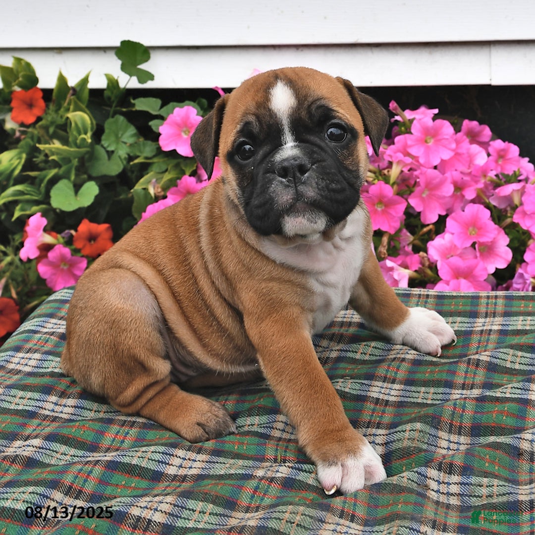 English Bulldog dogs for sale: Bitsy - Image 2