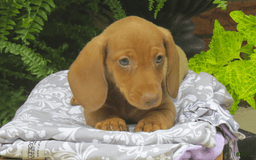 Miniature Dachshund dogs for sale: Trevor - Image 4