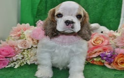 Cocker Spaniel dogs for sale: Akcabbysablepartimerleblueeyescockerpuppy - Image 3