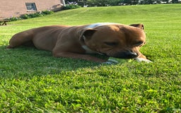 Staffordshire Bull Terrier dogs for sale: Daisy - Image 5