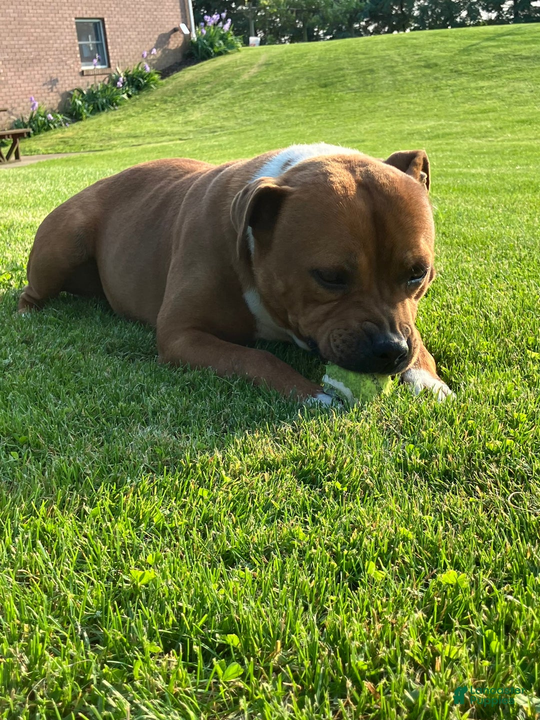 Staffordshire Bull Terrier dogs for sale: Daisy - Image 5