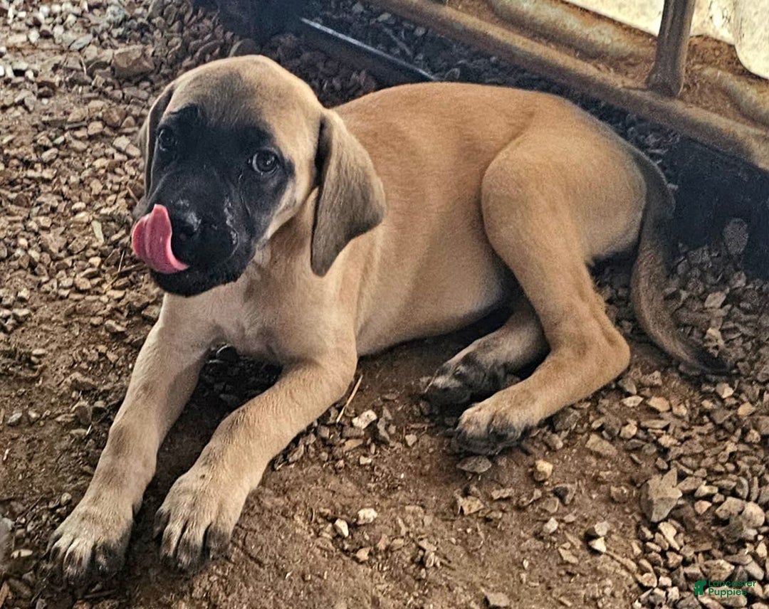 English Mastiff dogs for sale: Feebee - Image 4