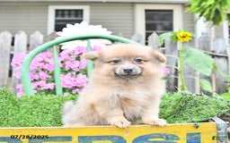 Pomeranian dogs for sale: Fancy - Image 6
