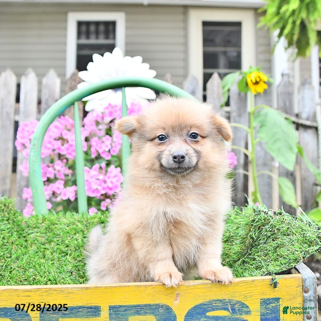 Pomeranian dogs for sale: Fancy - Image 6