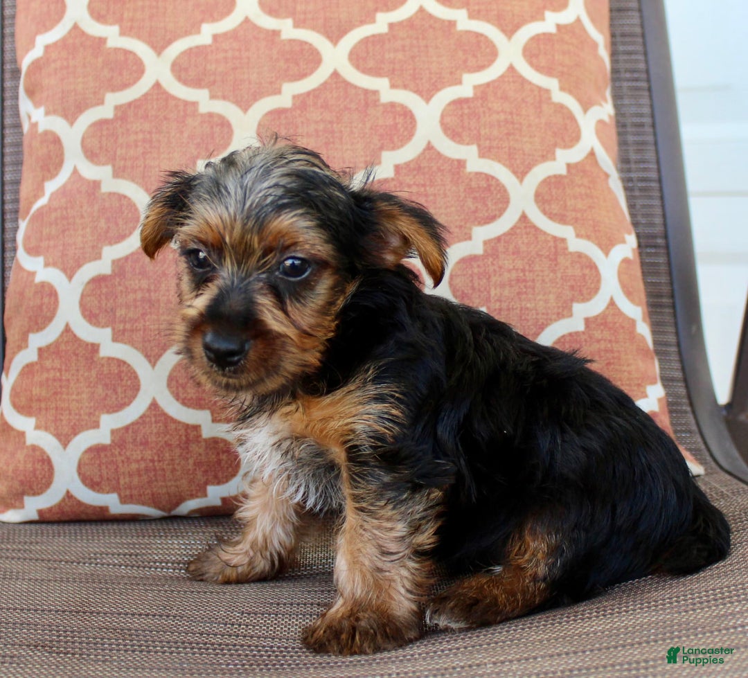 Yorkshire Terrier dogs for sale: Gary - Image 6