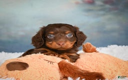 Miniature Dachshund dogs for sale: Benji - Image 10