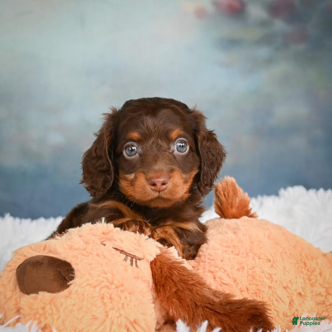 Miniature Dachshund dogs for sale: Benji - Image 10