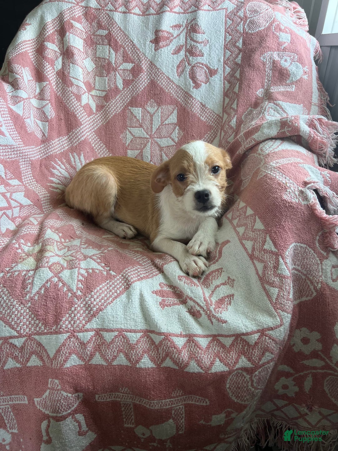 Boston Terrier dogs for sale: Maggie - Image 5