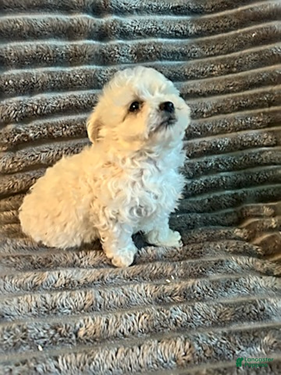 Maltipoo dogs for sale: Deisel - Image 3