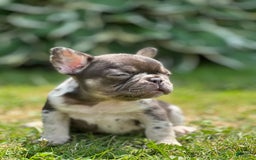 French Bulldog dogs for sale: Chocolate Merle - Image 3