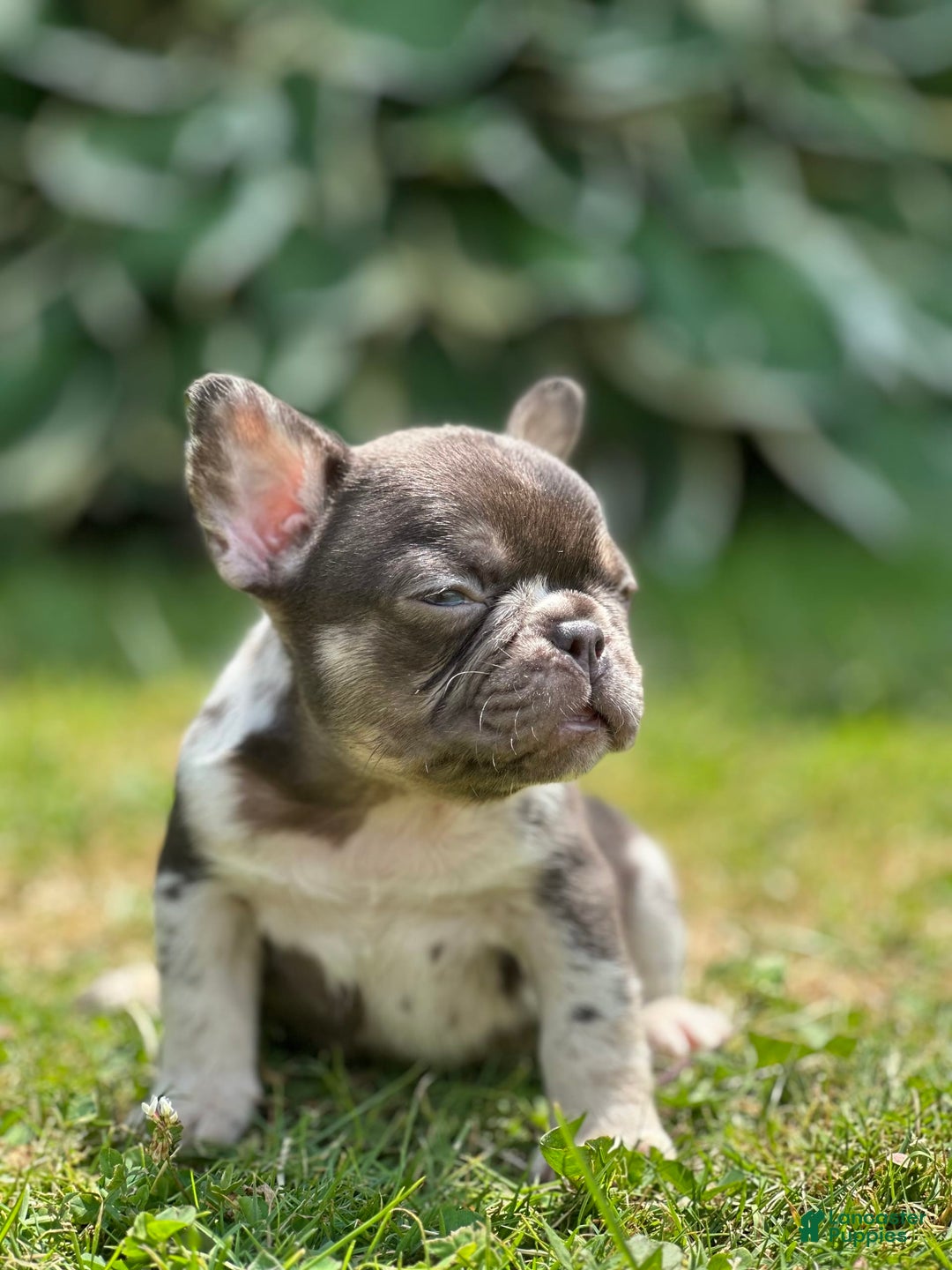 French Bulldog dogs for sale: Chocolate Merle - Image 3