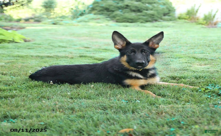 German Shepherd dogs for sale - Ad 5