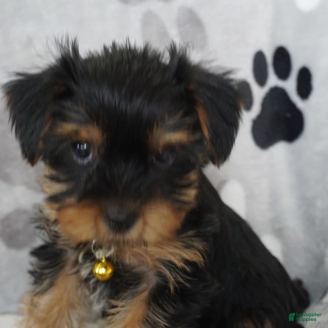 Yorkshire Terrier dogs for sale: Alyssa - Image 14