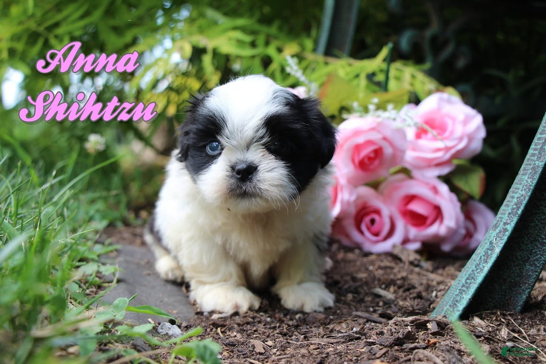 Shih Tzu dogs for sale: Anna - Image 1